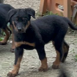 Middy - Black and rust female Beauceron puppy in Floyd’s Knobs, Indiana from Birdwing Beaucerons