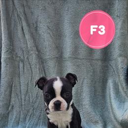 F3 - Brindle and white female Boston Terrier puppy in Newton Grove, North Carolina from Sassifras Boston Terriers