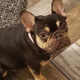Khaleesi - French Bulldog