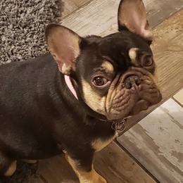Khaleesi - French Bulldog
