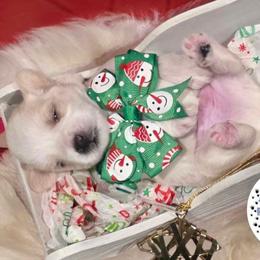 Male 1 - White male Miniature Schnauzer puppy in Sacramento, California from T & A Cali Schnauzer