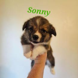 Sonny - Sable male Pembroke Welsh Corgi puppy in Montague, California from Shasta Valley Pembrokes