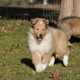 Collie Puppies from 'Twas Collies