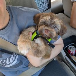 Havanese Puppies from LaBeouf Havanese’s