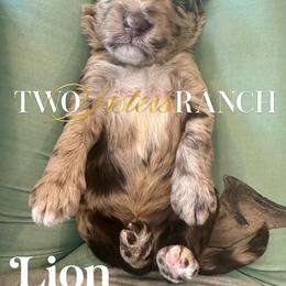 Lion - male Newfypoo puppy in Jackson, Missouri from Two Sisters Ranch, LLC