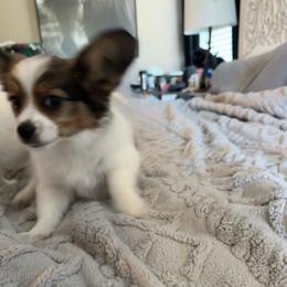 Blue Girl - Red white and sable female Papillon puppy in Lexington, South Carolina from Heather's Papillons