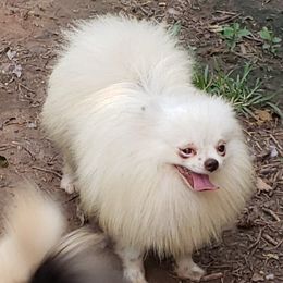 Frosty  - Pomeranian