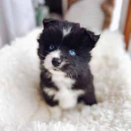 Nestlé - Black and white male Pomsky puppy in Cleveland, Ohio from Lake Point Pomskies