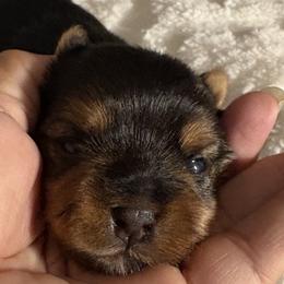 Yorkshire Terrier puppies from Suzane's Yorkshire Terriers