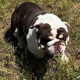 Bulldogs from Angela's Kennel