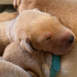 Rose - Yellow female Labrador Retriever puppy in Rock Hill, South Carolina from North Star Retrievers