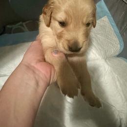 Green Collar - Golden male Golden Retriever puppy in Tulsa, Oklahoma from Triple J Goldens, LLC