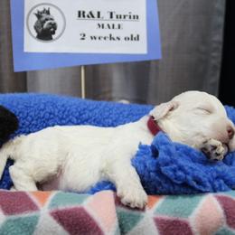 Lagotto Romagnolo Puppies from Royal and Loyal Lagotto Romagnolo