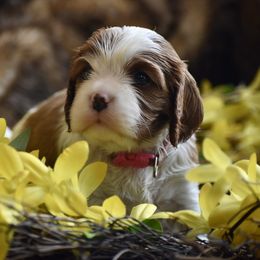 Cavalier King Charles Spaniel Puppies from Grifscamp Cavaliers