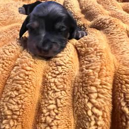 Leia - Dapple female Dachshund puppy in Meridian, Id 83646 3658, Idaho from Boise Best Mini Dachshunds