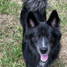 Hercules $500 - Black and white Pomsky puppy in Jacksonville, Florida from Northeast Florida Pomskies