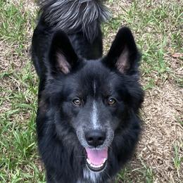 Hercules $500 - Black and white Pomsky puppy in Jacksonville, Florida from Northeast Florida Pomskies