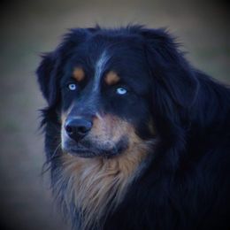 Lug - Australian Shepherd
