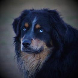 Lug - Australian Shepherd
