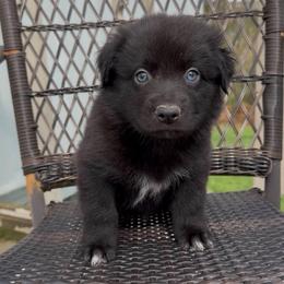 Peep - Black male Australian Shepherd puppy in Windsor, New York from Double B Aussies