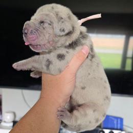 CYNDI  merle tan or brindle point - Merle female Great Dane puppy in Port Clinton, Ohio from LakeSide Danes