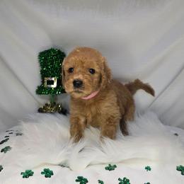 Junie - Red  female Goldendoodle puppy in Georgetown, Tennessee from Georgetown Designer & Purebred Puppies