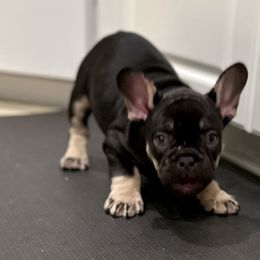 French Bulldog Puppies from Small Batch Frenchies