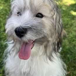 Havanese Puppies from Home with Havanese