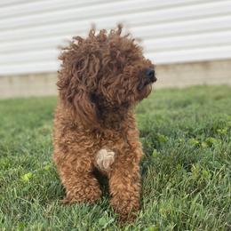Carson - Poodle