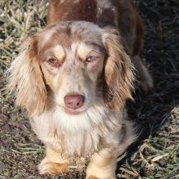 Reece - Dachshund
