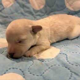 White boy 1 - White male Poodle puppy in Birmingham, Alabama from Stormborn