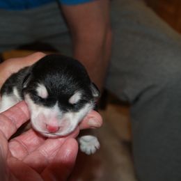 Tulip - Alaskan Malamute puppy in Cokato, Minnesota from WinterStarz Alaskan Malamutes