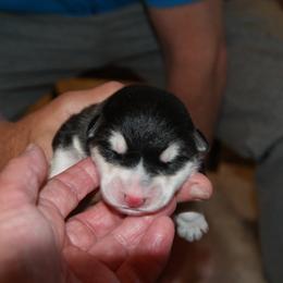 Tulip - Alaskan Malamute puppy in Cokato, Minnesota from WinterStarz Alaskan Malamutes
