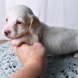 Cream Pie Boy - Cream male Dachshund puppy in Empire, Alabama from Heart of Dixie Kennel
