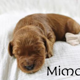 Mimosa - Red  female Goldendoodle puppy in Casa Grande, Arizona from AzDoodle Dandies