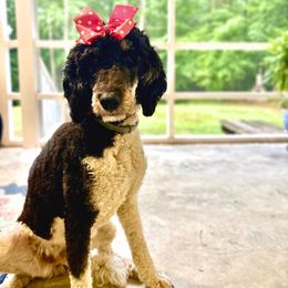 Scooby Doodle - Bernedoodle