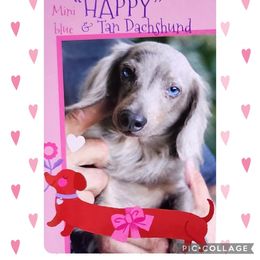 HAPPY - Dachshund