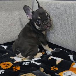 Chocolate and tan 2 - Tricolors female French Bulldog puppy in Tyler, Texas from Texas Top Notch Frechies