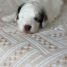 Travel - Black - Merle male Bernedoodle puppy in Charleston, South Carolina from Palm Belle Doodles