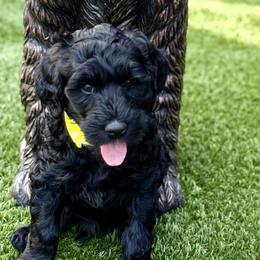 Miss Yellow - Black female Australian Labradoodle puppy in Wake Forest, North Carolina from Lucky Country Labradoodles