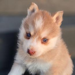 Honey - Red and white female Pomsky puppy in Coatesville, Pennsylvania from Peaceful Pomskys