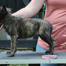Pink Girl - Gold brindle female Dutch Shepherd puppy in Battle Ground, Washington from van Horushuis Dutch Shepherds