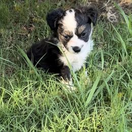 Coast - Black tri Miniature Australian Shepherd puppy in Shingletown, California from Whiskeytown Aussies