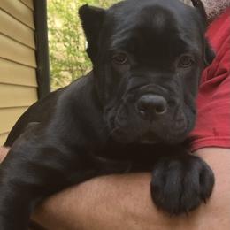 Girl 1 - Black female Cane Corso puppy in Douglasville, Georgia from Palazzo Cane Corso