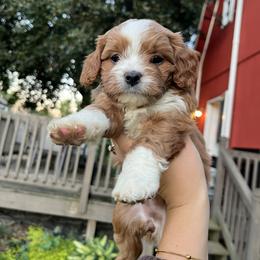 Cavapoo Puppies from Campbell Cavapoos