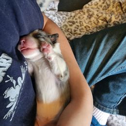 Miniature Australian Shepherd Puppies from Carter's Cuties