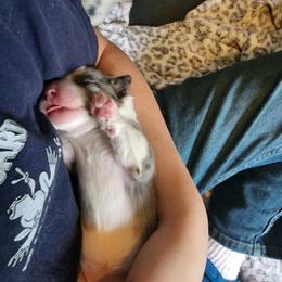 Miniature Australian Shepherd Puppies from Carter's Cuties