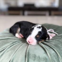 Pink Collar - Tri-color female Bernedoodle puppy in Indiahoma, Oklahoma from Farm Fresh Doodles