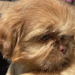Girl 1 Diva - Chocolate female Shih Tzu puppy in Troy, Michigan from "Shihtzu Best Friend"