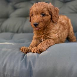 Mika - Caramel cream female Australian Labradoodle puppy in Auburn, California from Poodles and Labradoodles breeder
